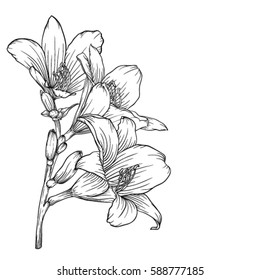 beautiful monochrome black and white bouquet lily isolated on background. Hand-drawn. design greeting card and invitation of the wedding, birthday, Valentine's Day, mother's day and other holiday