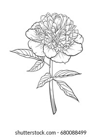 beautiful monochrome black and white bouquet peony isolated on background. Hand-drawn. design greeting card and invitation of the wedding, birthday, Valentine s Day, mother s day and other holiday