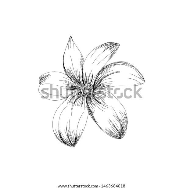 Beautiful Monochrome Black White Bouquet Lily Stock Vector (Royalty ...