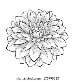 beautiful monochrome black and white dahlia flower isolated on white background. Hand-drawn contour lines and strokes.