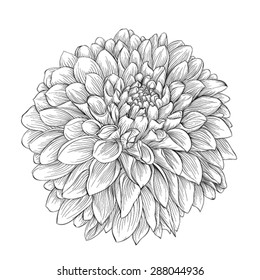 beautiful monochrome black and white dahlia flower isolated on background. Hand-drawn contour lines. for greeting cards and invitations of wedding, birthday, mother's day and other seasonal holiday