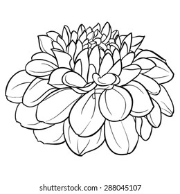 white dahlia drawing