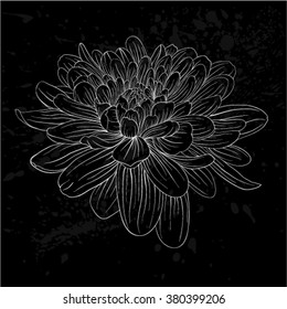beautiful monochrome black and white dahlia flower isolated. Hand-drawn contour lines and strokes. for greeting cards and invitations of wedding, birthday, mother's day and other seasonal holiday