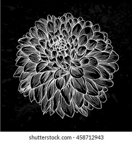 beautiful monochrome black and white dahlia flower isolated. Hand-drawn contour lines and strokes. for greeting cards and invitations of wedding, birthday, mother's day and other seasonal holiday