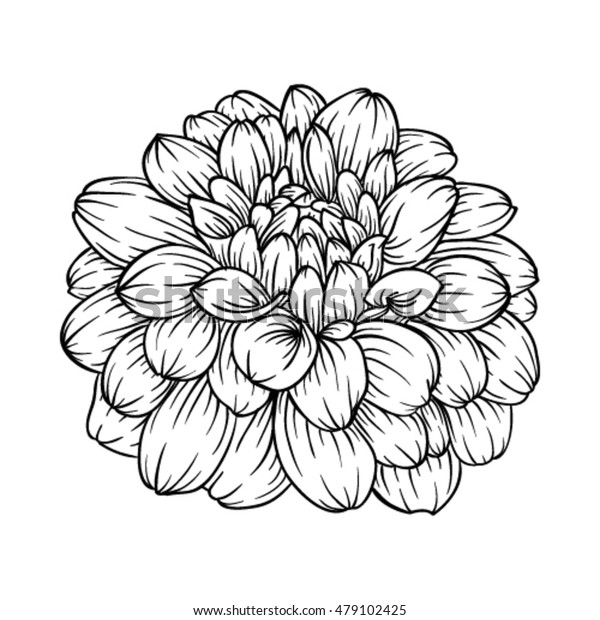 Beautiful Monochrome Black White Dahlia Flower Stock Vector (royalty 