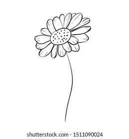 beautiful monochrome, black and white daisy flower isolated. for greeting cards and invitations of wedding, birthday, mother's day and other seasonal holiday