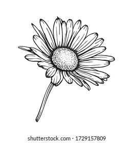 Beautiful Monochrome Black White Daisy Flower Stock Vector (Royalty ...