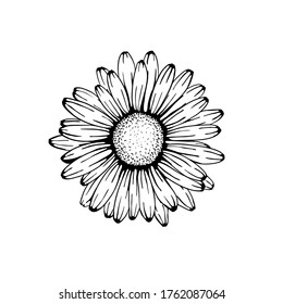 Beautiful Monochrome Black White Daisy Flower Stock Vector (Royalty ...