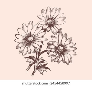 beautiful monochrome, black and white daisy flower isolated. for greeting cards and invitations of the wedding, birthday, Valentines Day, mothers day and other seasonal holiday