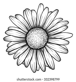 beautiful monochrome  black   white daisy flower isolated   for greeting cards   invitations the wedding  birthday  Valentine's Day  mother's day   other seasonal holiday