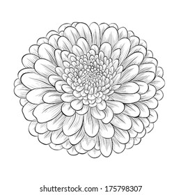 beautiful monochrome black and white flower isolated on white background. Hand-drawn contour lines and strokes.