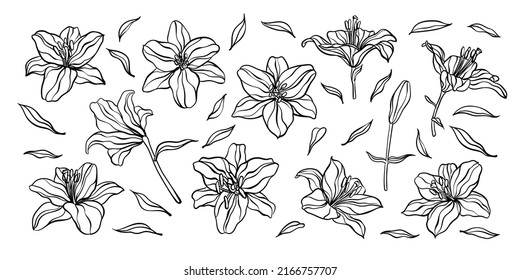 beautiful monochrome black and white lily isolated on background. Hand-drawn. design greeting card and invitation of the wedding, birthday, Valentines Day, mothers day and other holiday