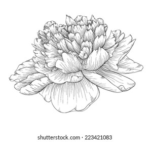 beautiful monochrome black and white peony flower isolated on white background. Hand-drawn contour lines and strokes.