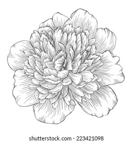 beautiful monochrome black and white peony flower isolated on white background. Hand-drawn contour lines and strokes.