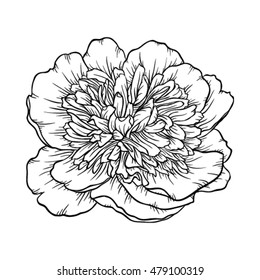 Beautiful monochrome black and white peony isolated on background. Hand-drawn contour line. for greeting cards and invitations of wedding, birthday, mother's day and other seasonal holiday
