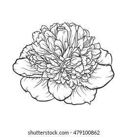 Beautiful monochrome black and white peony isolated on background. Hand-drawn contour line. for greeting cards and invitations of wedding, birthday, mother's day and other seasonal holiday