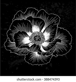 beautiful monochrome black and white Plant Paeonia arborea (Tree peony) flower isolated. for greeting cards and invitations of wedding, birthday, mother's day and other seasonal holiday