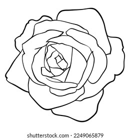 beautiful monochrome black and white rose isolated on white background. Hand-drawn contour lines and strokes.