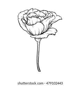 24,993 Hand drawing rose tattoo Images, Stock Photos & Vectors ...