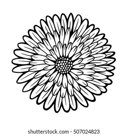 beautiful monochrome chrysanthemum isolated on white background. for greeting cards and invitations of the wedding, birthday, Valentine's Day, mother's day and other seasonal holidays
