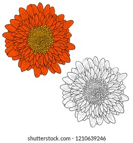 Beautiful monochrome and color sketch, dahlia flower on a white background
