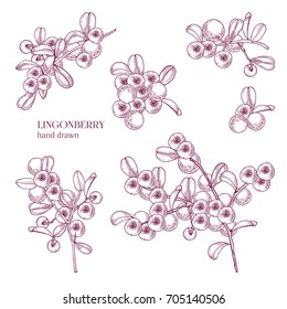 Beautiful monochrome drawing of arctic lingonberry isolated on white background. Ripened boreal forest berries drawn in retro etching style. View from different angles. Natural vector illustration.