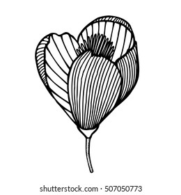 beautiful monochrome flower isolated on white background. for greeting cards and invitations of the wedding, birthday, Valentine's Day, mother's day and other seasonal holidays