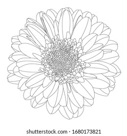 Beautiful monochrome, line, black and white gerbera flower isolated. Hand-drawn contour lines and strokes.