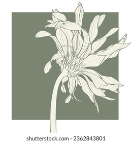 Beautiful monochrome, line, green and beige gerbera flower isolated. Hand-drawn contour lines and strokes. Gerbera pasta carbonara. Curly flower illustration.