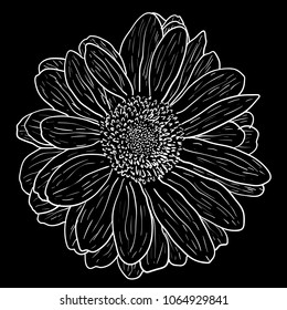 Beautiful monochrome sketch, black and white dahlia flower isolated