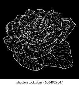 Beautiful monochrome sketch, black and white rose flower isolated