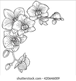 Beautiful monochrome vector floral background with orchid branches with flowers in graphic style.