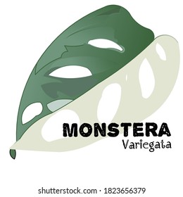 The Beautiful Monster, Everyone is Obsessed With Variegate Monstera, rare and expensive plant, in Indonesia called "Janda Bolong" isolated on white background. Vector Illustration