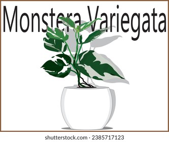 The Beautiful Monster, Everyone is Obsessed With Variegate Monstera, rare and expensive plant, in Indonesia called "Janda Bolong" isolated on white background. Vector Illustration