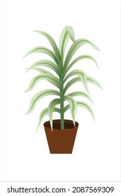 Beautiful of Monstera Deliciosa or Swiss Cheese plant in the green flower pot with sun reflection isolated on white background. This plant used for decoration home, office, living room or your garden.