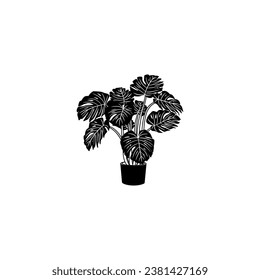 the beautiful monstera leaf in a pot. hand drawn on white background vector illustration. house plant in a pot.