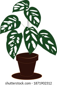 Beautiful Monstera plant leaves in pot