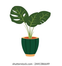 Beautiful monstera plant on flower pot, vector illustration design elements