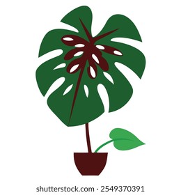 A beautiful monstera-deliciosa vector illustration