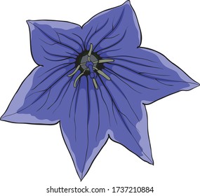 Hermosa ilustración vectorial de flores de montaña. Flor gentiana dibujada a mano.