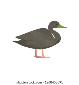 Beautiful multi-colored bird isolated on white background.