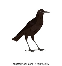 Beautiful multi-colored bird isolated on white background.