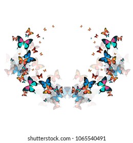 Beautiful, multicolored butterfly, vector image. On a white background.