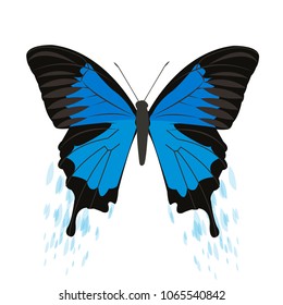 Beautiful, multicolored butterfly, vector image. On a white background.
