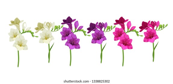 Beautiful multi-colored flower freesia. Many flowers