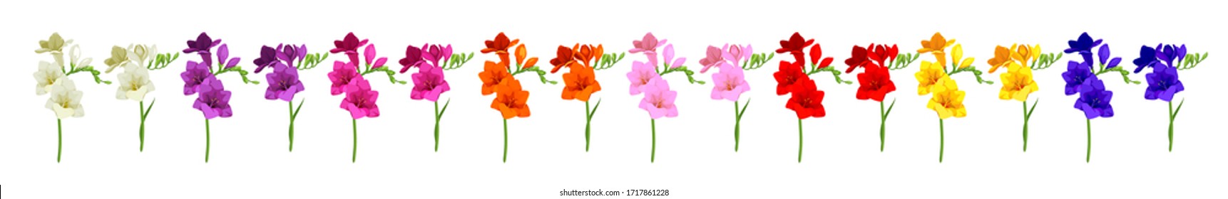 Beautiful multi-colored freesia flower. Many colors. Print for textile