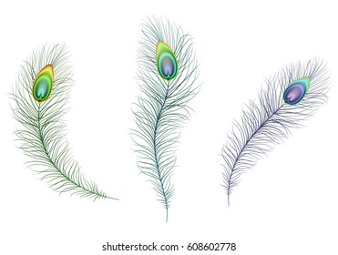 Beautiful multicolored sparkling peacock feathers. Green, blue and purple carnival peacock feather. Illustration of white background