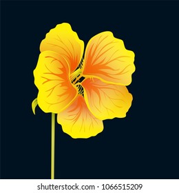 Beautiful nasturtium isolated on black background. Yellow and orange bright flower. Botanical realistic art. Hand drawn detailed vector illustration. 
