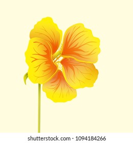 Beautiful nasturtium isolated on light background. Yellow and orange bright flower. Botanical realistic art. Hand drawn detailed vector illustration. 