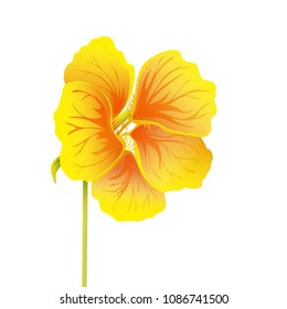 Beautiful nasturtium isolated on white background. Yellow and orange bright flower. Botanical realistic art. Hand drawn detailed vector illustration. 